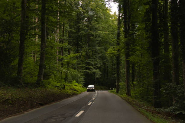 istock Road in the middle of the forest 1414068743