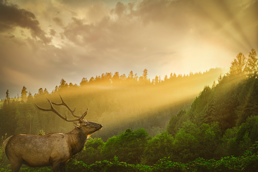 Roosevelt elk bathed in warm light