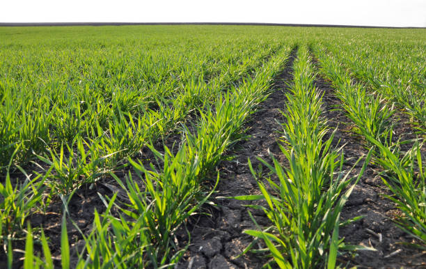istock In the spring sowing winter wheat field 1414069969