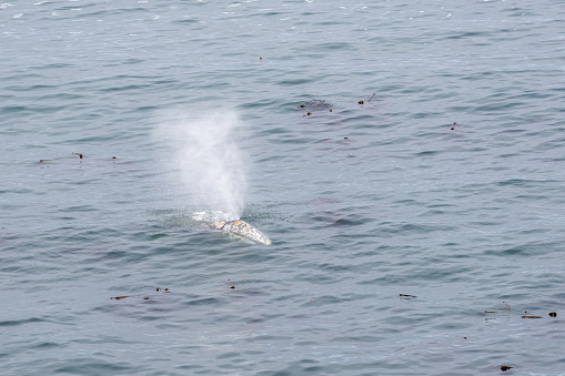 Gray Whale, Eschrichtius robustus, spraying water on the surface of the Pacific Ocean in Depoe Bay Oregon.