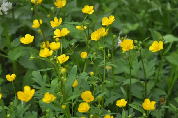 In the wild, buttercup (Ranunculus) blooms in the meadow