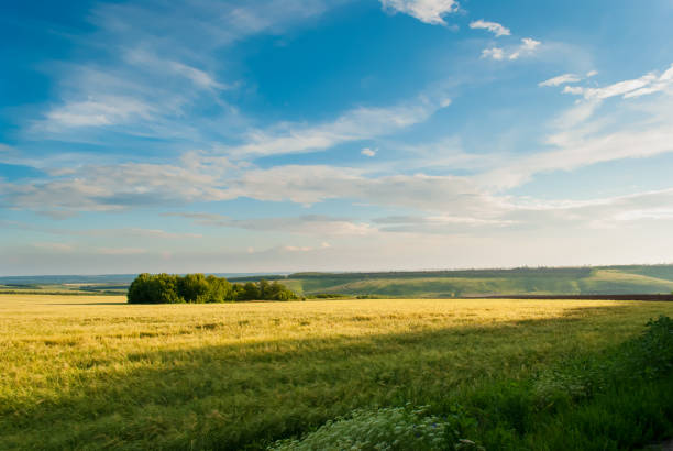 istock wheat field against the blue sky and mountains 1414072525