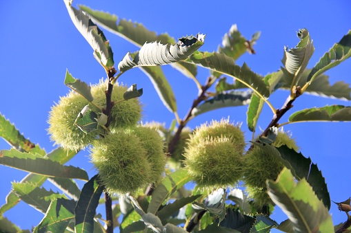 Chestnut chestnuts ripen on the tree in green sting Protection