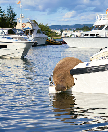 Bærum, Norway - August 6, 2022  Female walrus known as \
