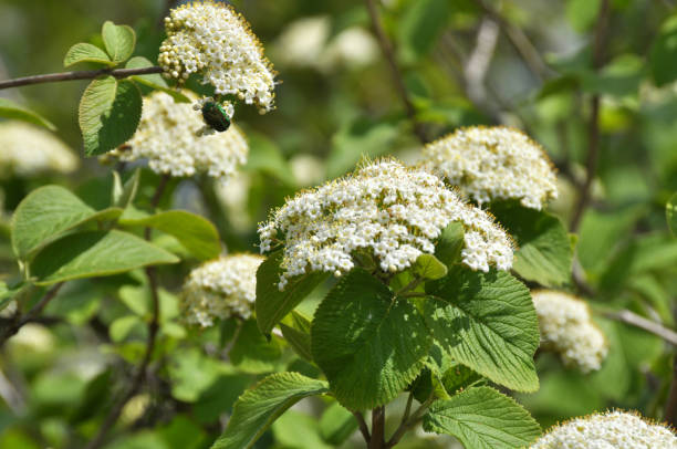 istock Viburnum (Viburnum lantana) blooms in spring 1414073498