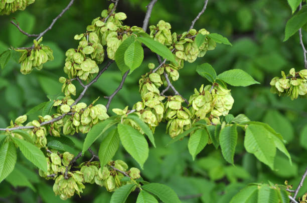 istock Elm (Ulmus) twig with leaves and flower 1414073762