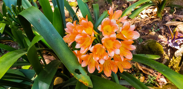 Orange African flower: Clivia miniata (Imantophyllum miniatum) stock photo