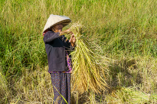 Kep. Cambodia. November, 20, 2019. Krong Kep Province. Old woman harvesting rice