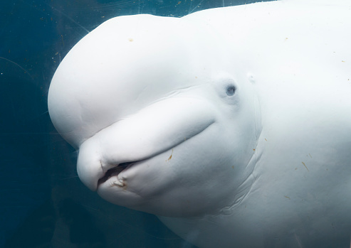 Close up of a baby white Beluga whale looking through the glass underwater at an aquarium.