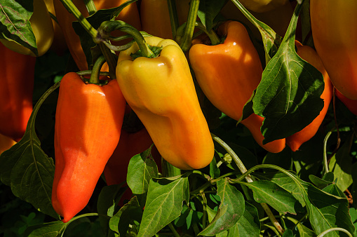 Close-up of yellow and red peppers ripening on plant.\n\nTaken in Gilroy, California, USA