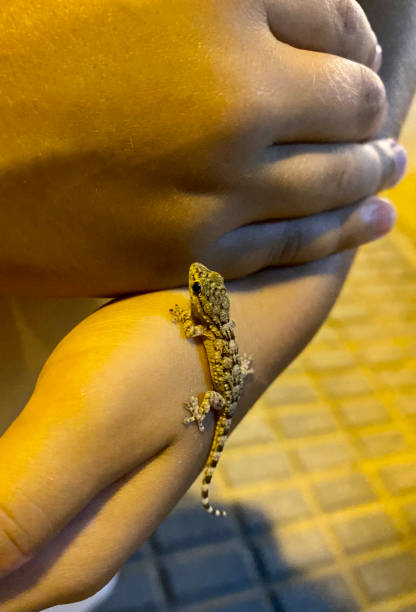 istock Moorish gecko climbing on hands in costa daurada, spain. 1414081792