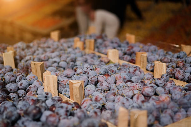 istock Fresh plums fruit boxes sold in the market. 1414083657