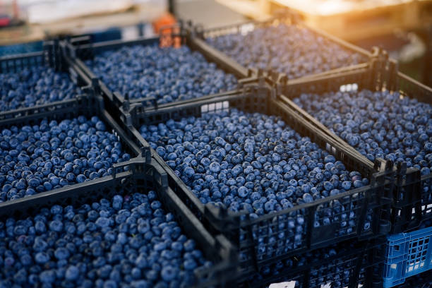 fresh blueberry boxes sold in the market - farmers market fruit market berry fruit imagens e fotografias de stock