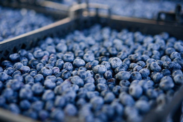 istock Fresh blueberry boxes sold in the market 1414084253
