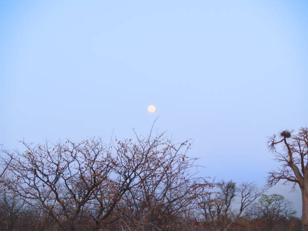 istock Moon in blue sky at twilight above thorny acacia trees 1414084671