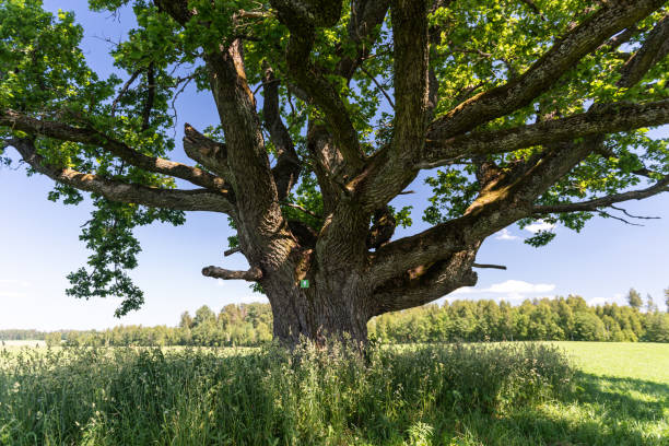 istock Ozolu oak - the most beautiful oak in Latvia. 1414086180