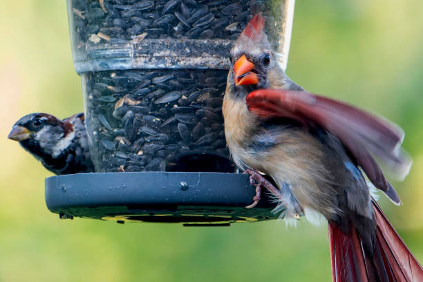 Northern Cardinal on the bird feeder Northern Cardinal on the bird feeder bird seed stock pictures, royalty-free photos & images