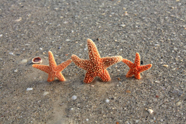 Conceptual vacation image of close up star fish on sandy beach in Florida