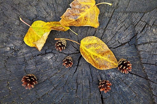 Fallen dry leaves and pine cones on an old wooden stump. Autumn background design. Top view.