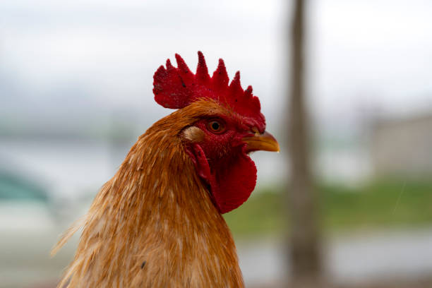 Closeup portrait of a hen.