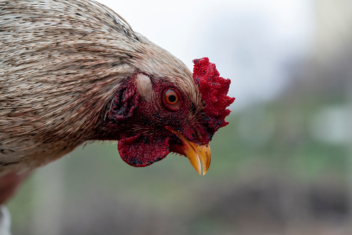 Chicken Close-up, macro photography, head