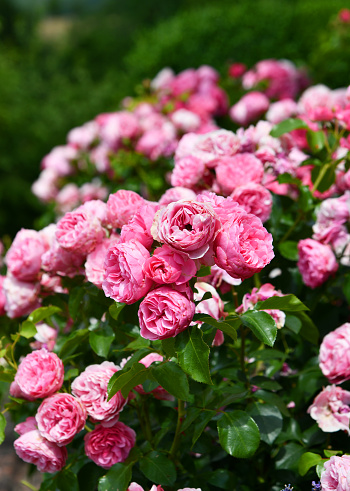 Roses in full pink bloom in summer