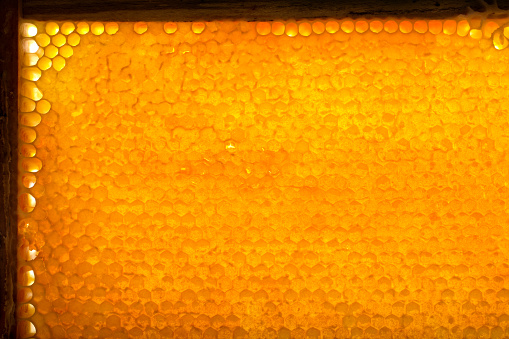 Close up honeycomb