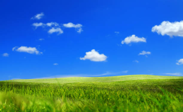 istock Freshness of empty green grass field over sunny blue sky 1414097032