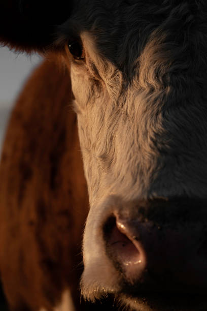 istock Beef cow head up close on a farm 1414102872