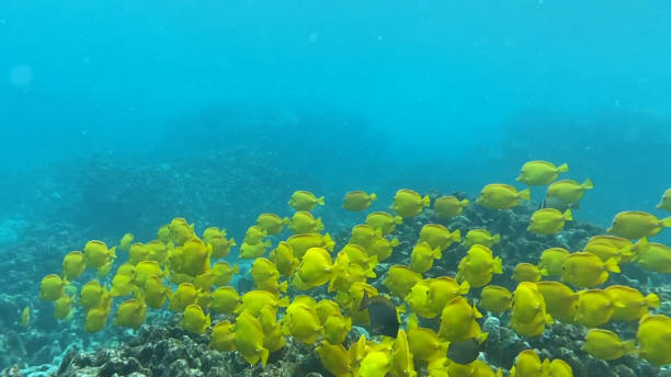 Free Stock Photo of School of yellow and silver fishes | Download Free ...