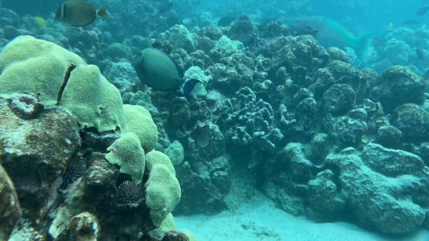 istock Large Surgeon Fish Swimming Through a Coral Reef Along Side a Large Parrot Fish 1414104042