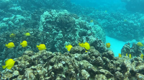 istock Yellow Tang Fish Swimming Around a Coral Reef 1414104044