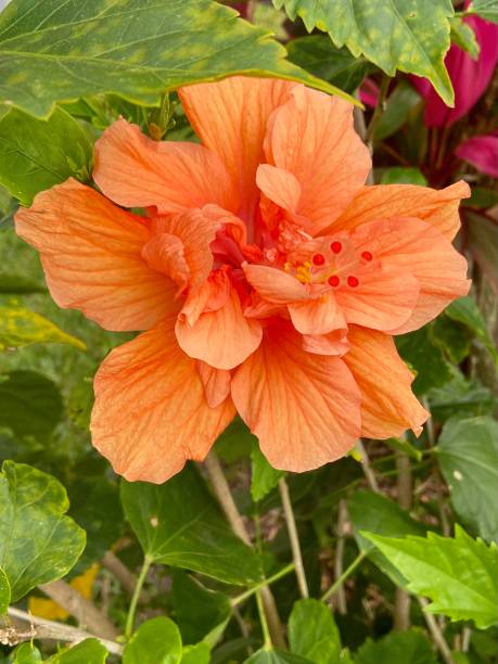 istock Tropical Florida Flowers 1414105900