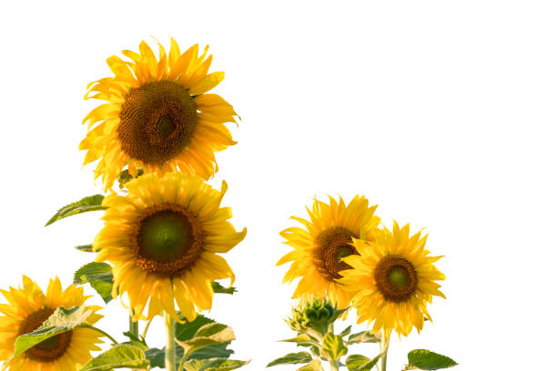 istock Sunflower isolated on white background include clipping path. Sunflower blooming depth of field. 1414109103