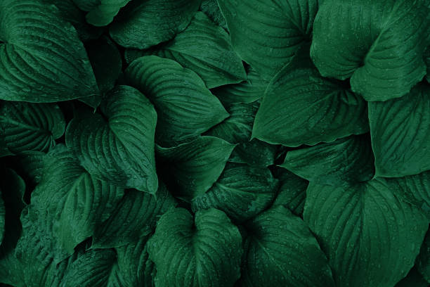 Fresh green leaves with rain drops texture