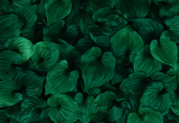istock Dark toned green leaves texture 1414110475