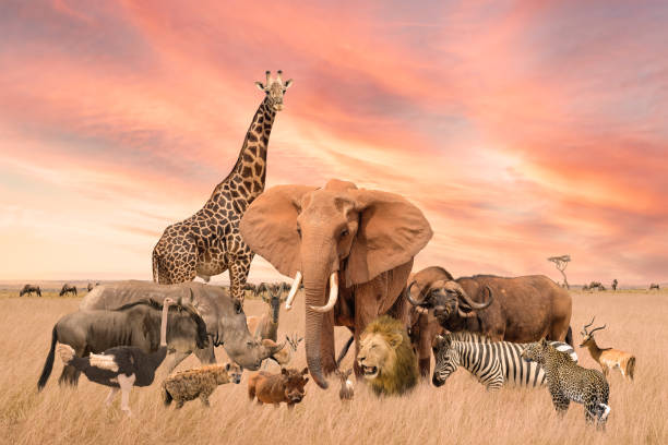 gruppe von safari afrikanische wildtiere stehen zusammen in savannengrasland mit hintergrund des sonnenuntergangshimmels - warzenschwein stock-fotos und bilder
