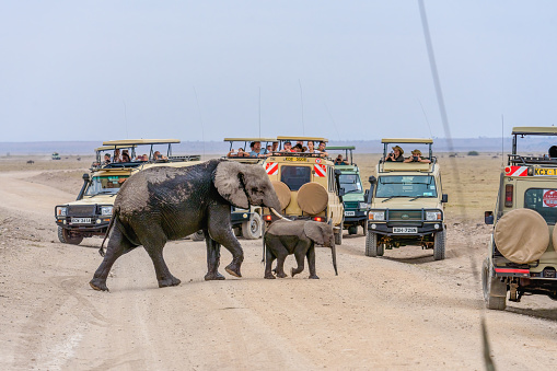 african elephants walking across road at Amboseli National park in Kenya with safari travel tourists car stop by watching