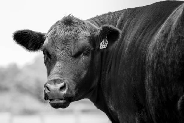 istock Angus Beef cow black and white 1414113676
