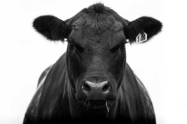istock Angus Beef cow black and white 1414113705