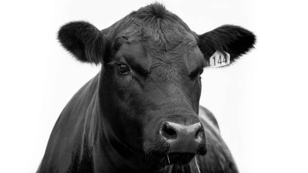 istock Angus Beef cow black and white 1414113707