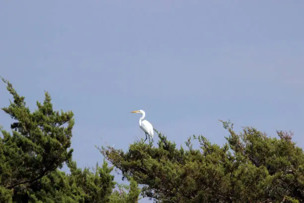 Great Egret perched on island scrub tree.