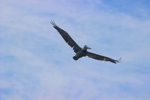 Brown Pelican in flight. Photographed at North Carolina coast, USA.