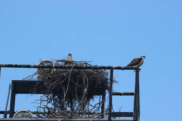 istock Osprey in Nest on Channel Light Tower 1414114070