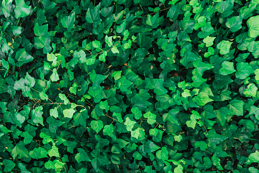 Abstract green leaves ivy with texture. Top view. Background of nature. Banner.