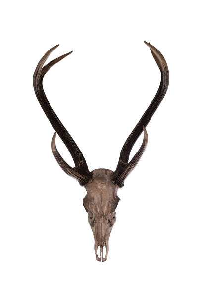 istock Deer antlers isolated on a white background include clipping path. 1414118456