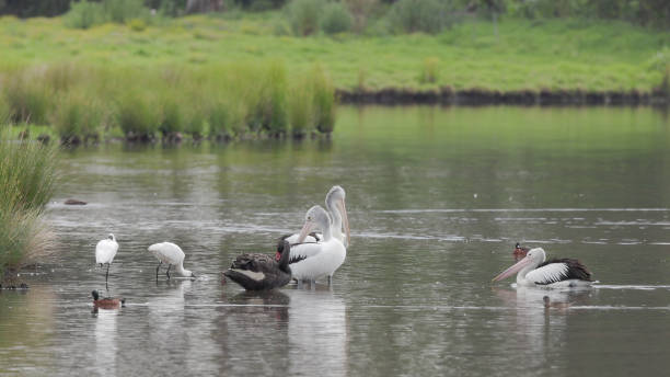 istock a pelican joining a flock at a wetland 1414122708