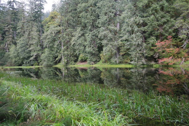 Photo of Hoh rain forest in Olympic national park, Washington