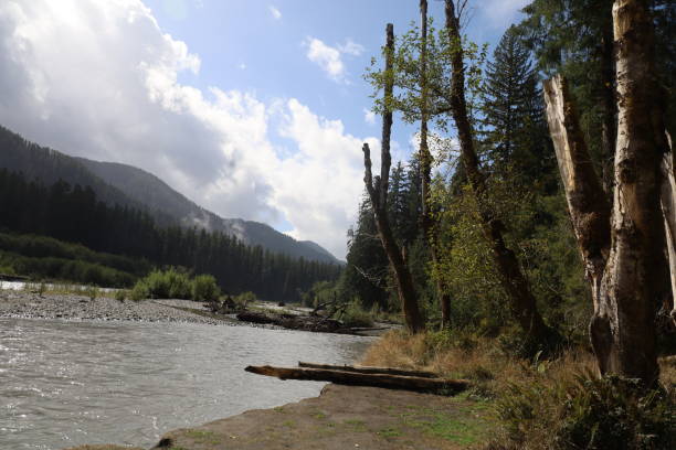 istock Hoh rain forest in Olympic national park, Washington 1414123067