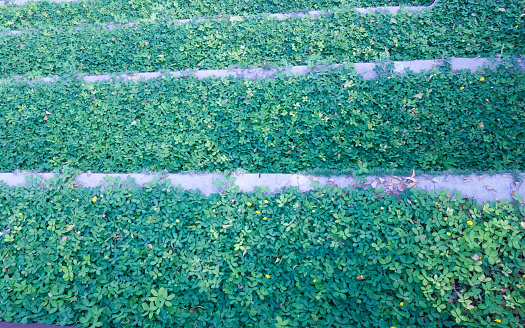 Overgrown bush grass on stairs. Summer day.